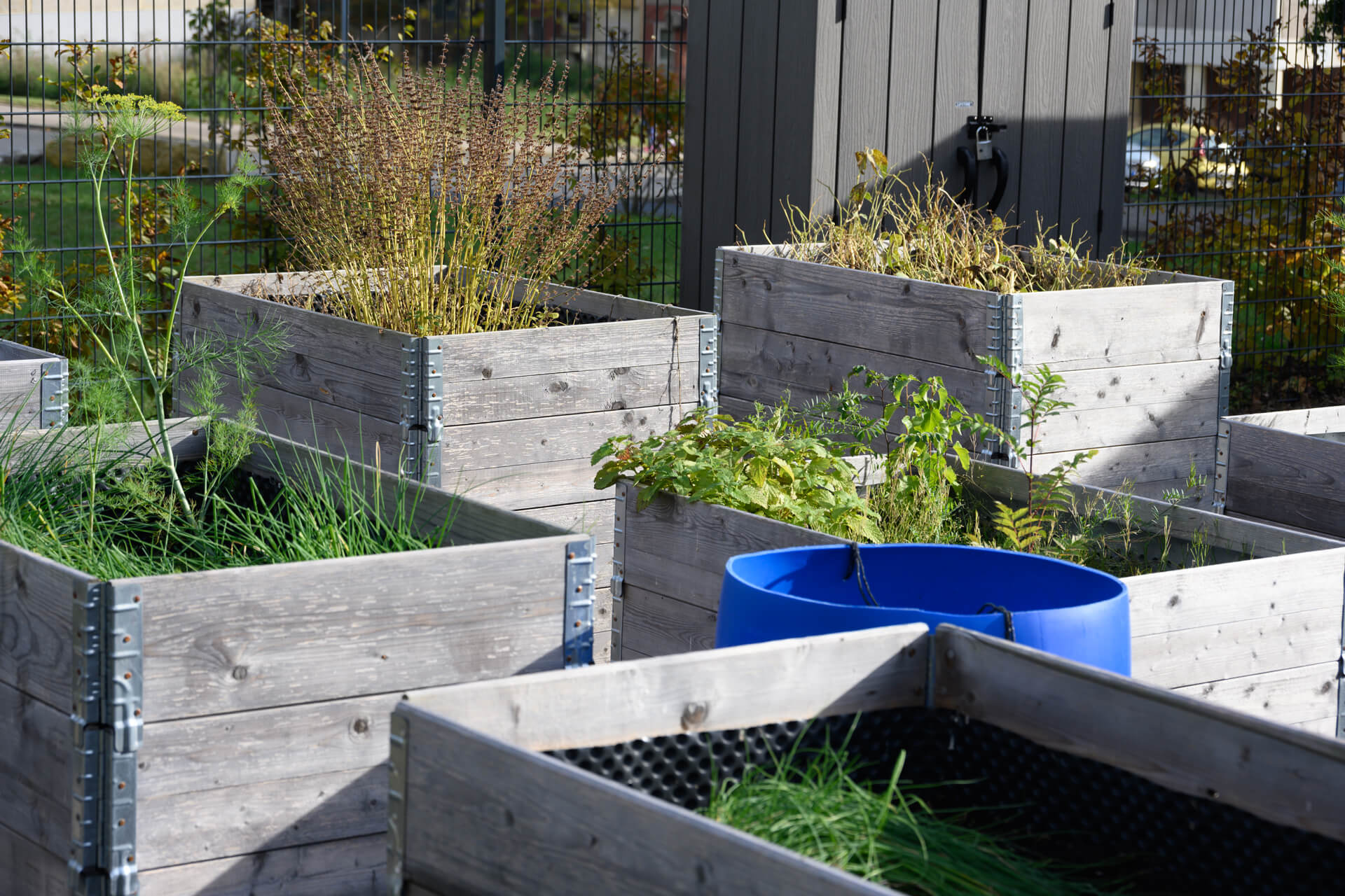 Hochbeete im Mietergarten der KOWO Heiligenstadt mit verschiedenen Kräutern und Gemüsepflanzen